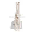 Modelo de esqueleto da articulação do pé de tamanho natural